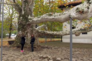 Two girls on Belgrade private city tour observe one of the oldest trees in Topcider park.