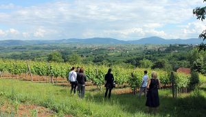 People are watching vine in vineyard and listening stories about wines of Sumadija.